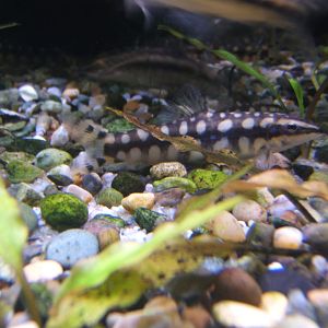 Dwarf Loach