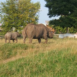 Black Rhino and calf