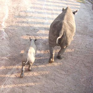 Black Rhino and calf