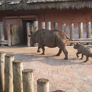 Black Rhino and calf