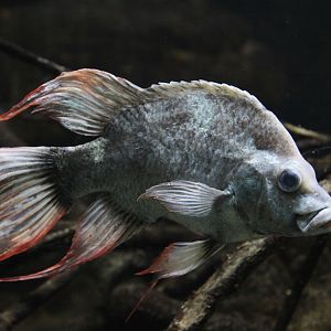 Mangarahara Cichlid (Ptychochromis insolitus)