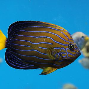Blue-striped Angelfish (Chaetodontopus septentrionalis)