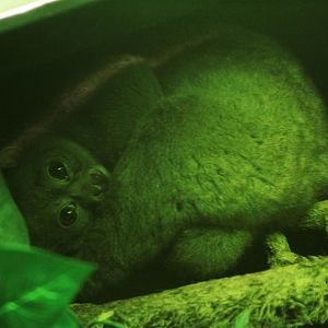 Potto (Perodicticus potto)