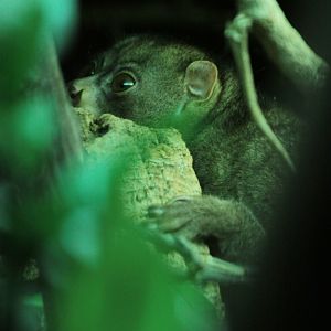 Potto (Perodicticus potto)