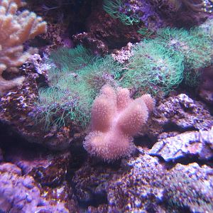 Soft Coral