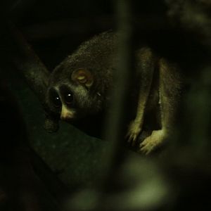 Grey Slender Loris (Loris lydekkarianus)