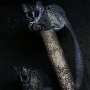 Moholi Bushbaby / Southern Lesser Galago (Galago moholi)