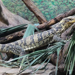 Mindanao Water Monitor (Varanus cumingi)