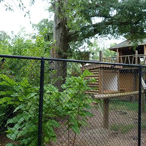 Upcoming Binturong Exhibit (8/29/13)
