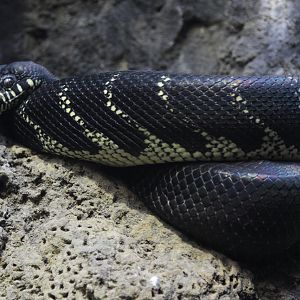 Boelen's Python (Morelia boeleni)