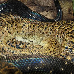 Jamaican Boa (Epicrates subflavus)