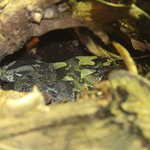 Rhinoceros Viper (Bitis nasicornis)