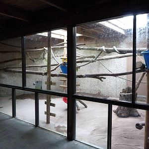 Southern Tamandua Exhibit (8-29-13)