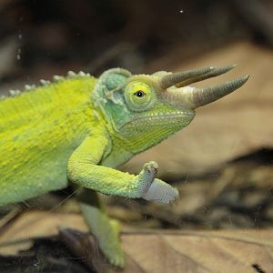 Jackson's Chameleon (Chamaeleo jacksonii)