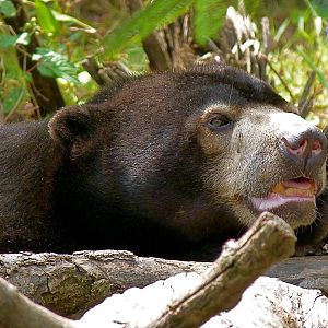 Sun Bear