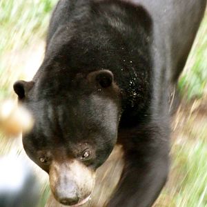 Sun Bear on the Run