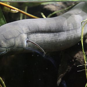 South American Lungfish (Lepidosiren paradoxa)