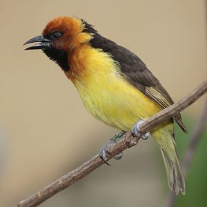 Black-necked Weaver (Ploceus nigricollis) male