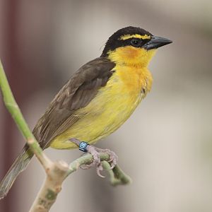 Black-necked Weaver (Ploceus nigricollis) female