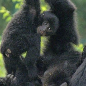Baby Siamang, Lola.