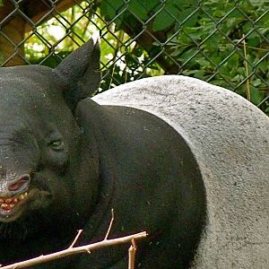 Annie, the female Malayan Tapir.