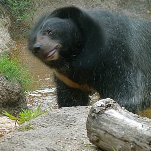 Asiatic Black Bear
