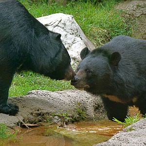 Brother, Chai and Thai