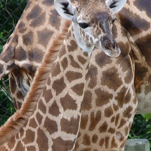 Male Baby Giraffe