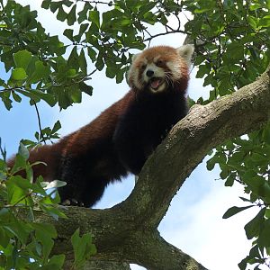 Bernadette the Red Panda