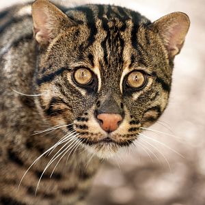 Fishing Cat