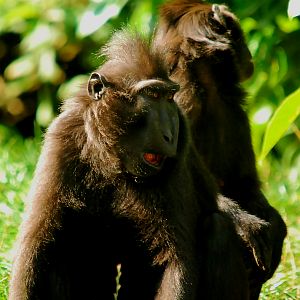 BLACK CRESTED MACAQUES