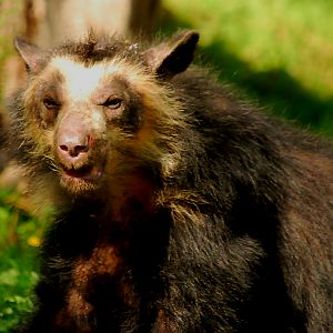 SPECTACLED BEAR