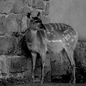 SITATUNGA