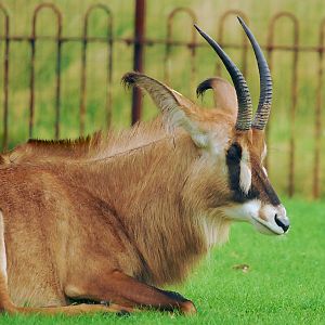 ROAN ANTELOPE