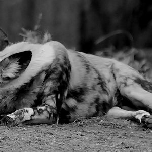 AFRICAN WILD DOG