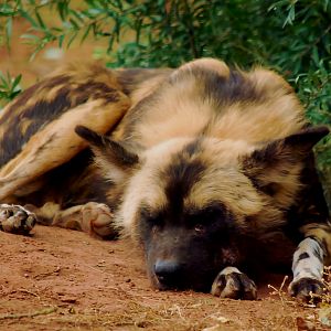 AFRICAN WILD DOG