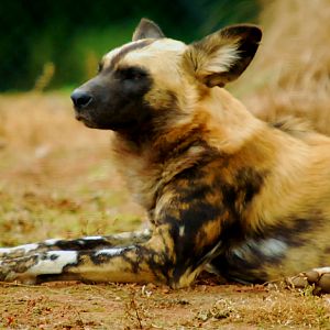 AFRICAN WILD DOG