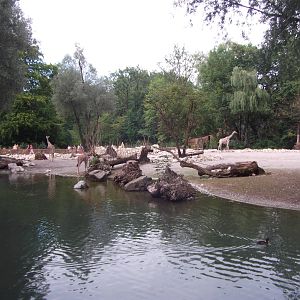 New giraffes house and paddock