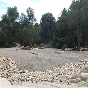 New giraffes house and paddock