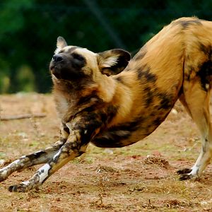 AFRICAN WILD DOG