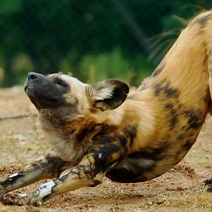 AFRICAN WILD DOG