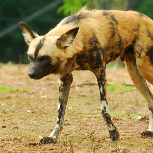 AFRICAN WILD DOG