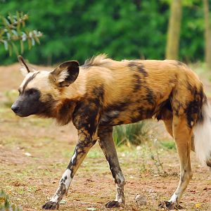 AFRICAN WILD DOG