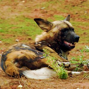 AFRICAN WILD DOG