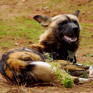 AFRICAN WILD DOG