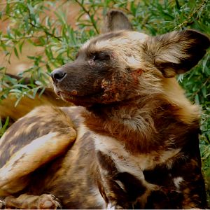 AFRICAN WILD DOG