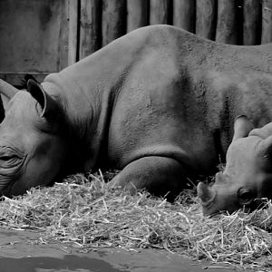 BLACK RHINO AND YOUNGSTER