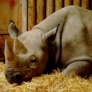 BLACK RHINO