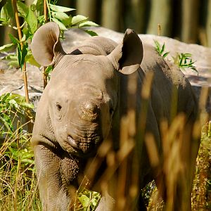BABY BLACK RHINO