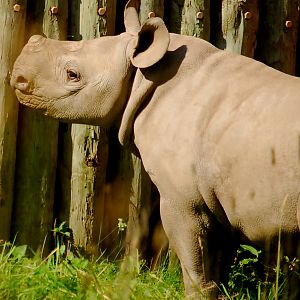 BABY BLACK RHINO